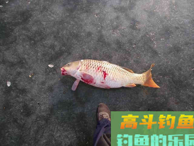 锚鱼算钓鱼吗？真的只是眼红他们的渔获么