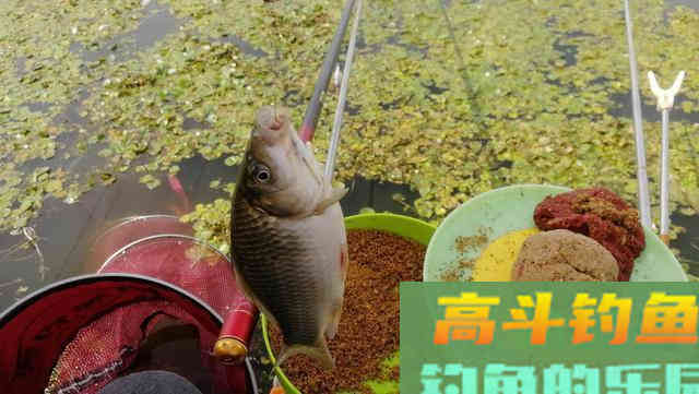 学会老钓友的这些作钓技巧，就算你是新手也一样能够钓得很好