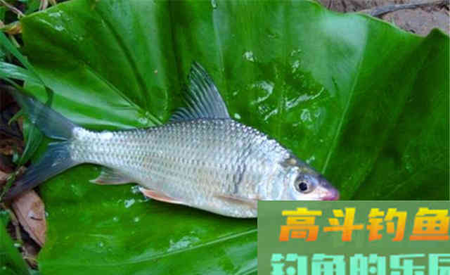 野钓被遗忘的天然饵料，用丝藻做饵料，通杀草鱼和鲤鱼
