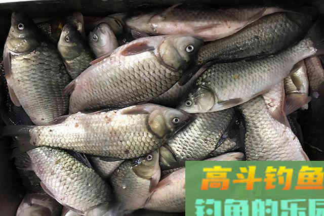会钓鱼的一根杆，不会钓鱼的杂货铺