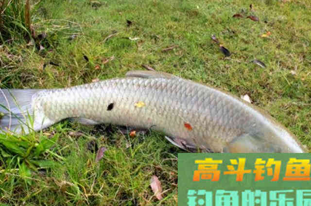 秋天变冷，大草鱼就不上钩？赶紧试试这特效饵