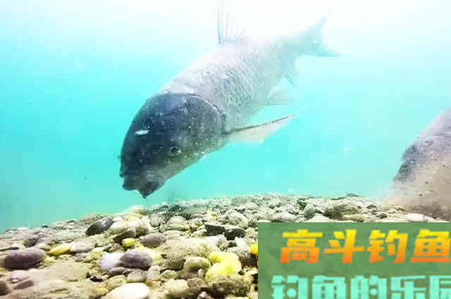 这4个问题您考虑了吗？请不要让打窝成为喂鱼