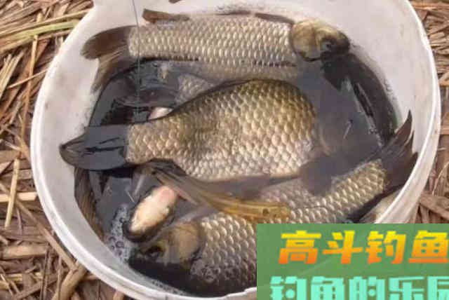 水底不干净就想收竿？老钓手无意间透露这破解方案