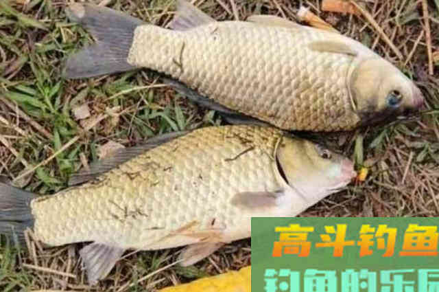 这鲫鱼饵果然够狠，头一次试用过了瘾