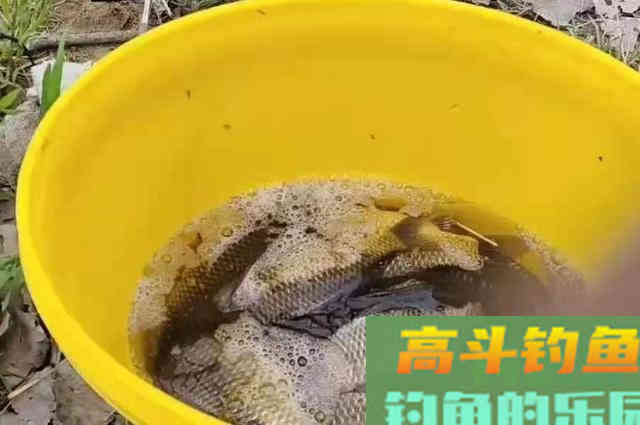 这玩意才两块一斤，却是“主攻”大板鲫的利器
