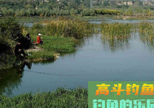 两用型窝料配方分享，针对鲤鱼和草鱼，可打窝可钓鱼