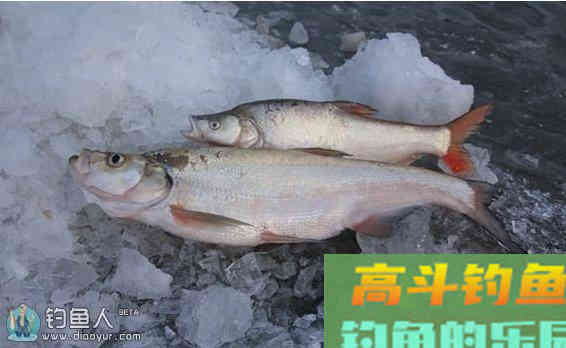 化氏秘籍之化氏钓翘嘴鲌饵料配方