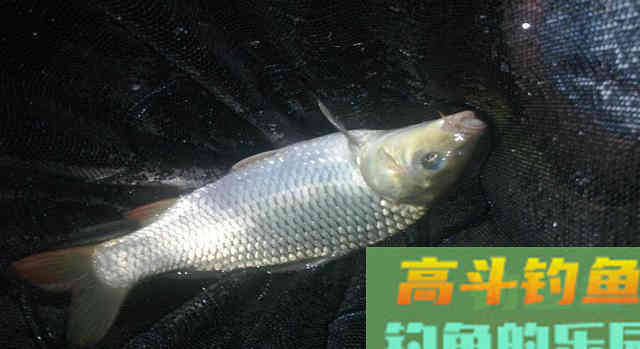 大蒜能不能钓鱼，适合钓什么鱼？我告诉你