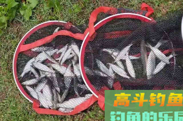 每次提竿都没鱼，难道是杂鱼太多吗