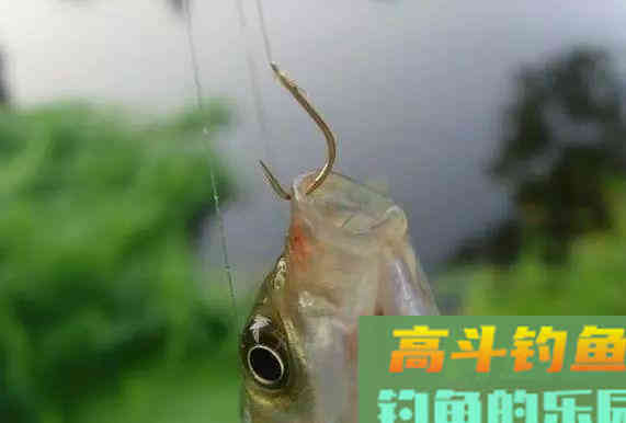 选好窝点，打窝料之前做这一步，诱鱼效果能翻倍
