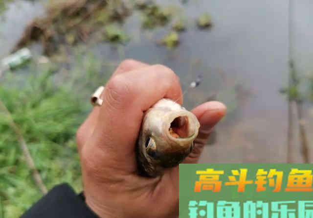 红虫和商品饵哪个效果更好