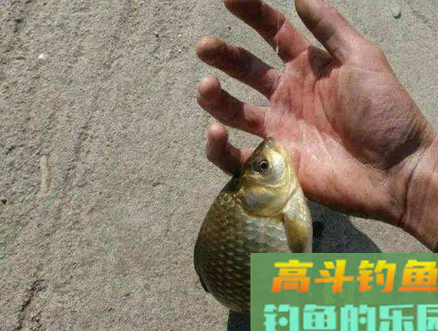钓点有鱼，无论如何都不咬钩？为什么