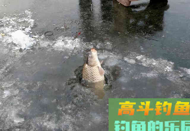 冬钓想要鱼口快，不一定非要打隔夜窝，散炮诱鲫