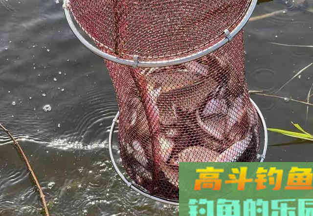 同一个钓位，昨天能连杆今天却空军！背后的原因你知道吗