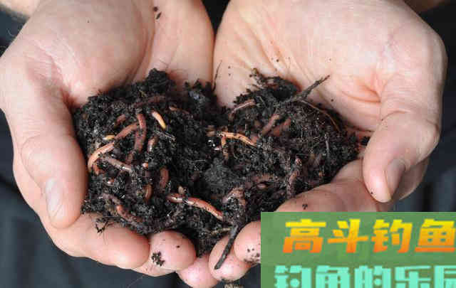 冬天钓鱼，如何快速诱鱼？这样打窝，效果杠杠滴