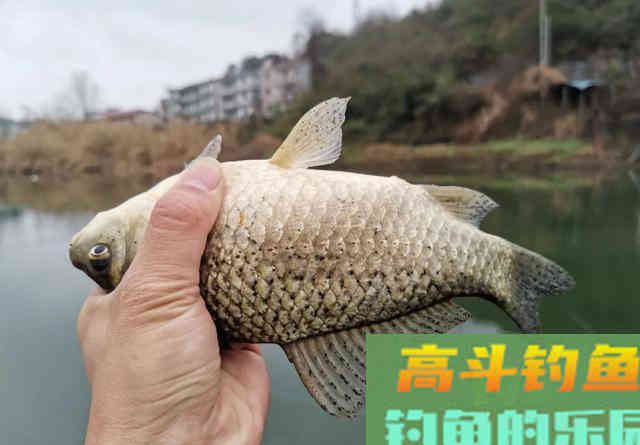 中午就停口该怎么办？频繁补窝是下策，教你一招打开鱼口