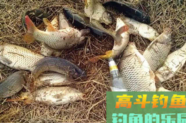 这5种饵省钱又省事，用来“对付”鲫鲤鱼