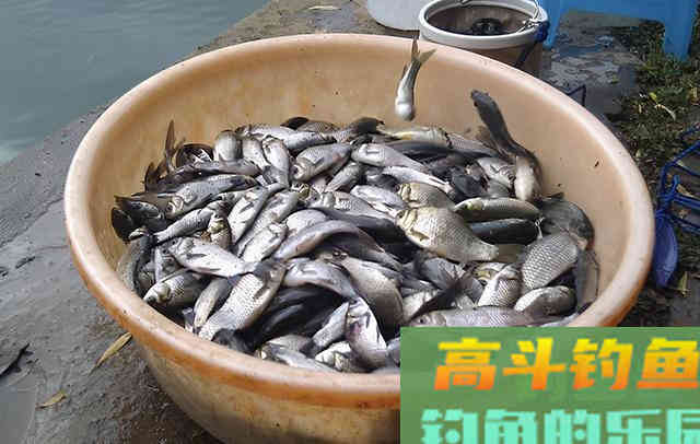 钓到鱼的好办法：并非全靠钓具，而是靠套路