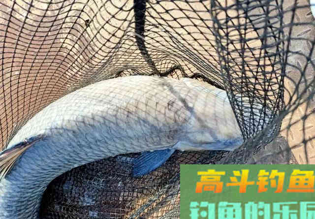 买大物竿多半是吃灰，野钓还得讲究实用