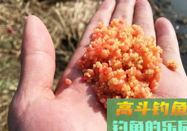 虫咬的小米不要扔，拿来做成酒米