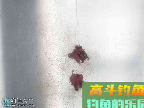 冬季垂钓的果冻红虫拉饵配方制作方法