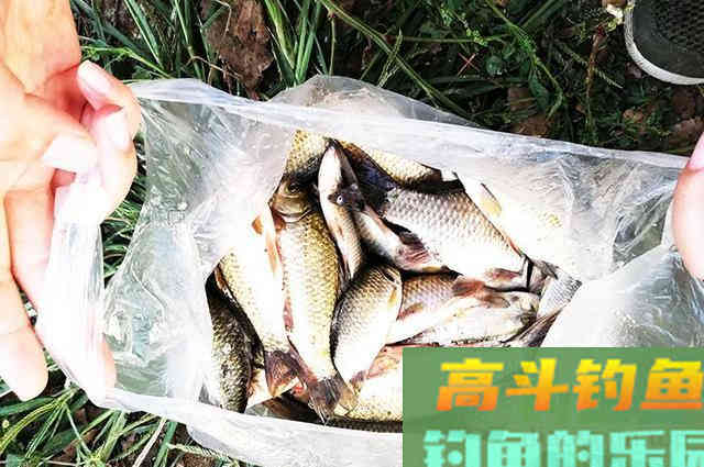 饵料里面加调味品，渔获差别很明显