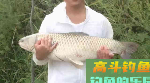 为了得知钓获巨型草鱼的饵料配方，特意请朋友吃了一顿酸菜鱼