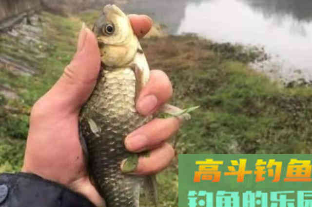 水流太大就不好下竿了？二十年老钓鱼人霸气出招