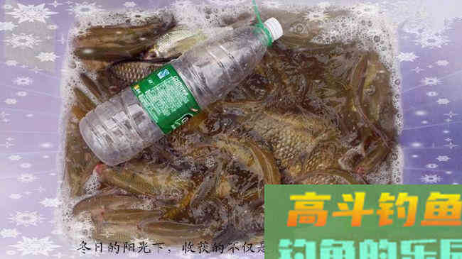 商品饵料搭配钓废塘大丰收鲮鱼