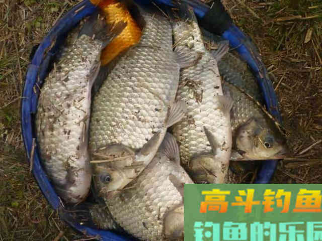 有鱼进窝但是鱼不吃钩？我来教你应对