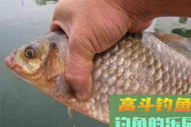 冬天鱼就不咬钩了？饵料按我说的用，大板鲫特好钓