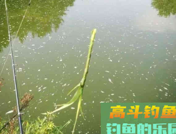 随处可见的天然钓饵被忽视，用好它们何愁草鱼钓不到