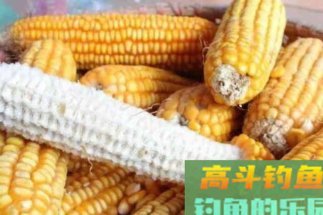 一提鲤鱼就想钓，殊不知这3个用饵套路才是连竿的关键
