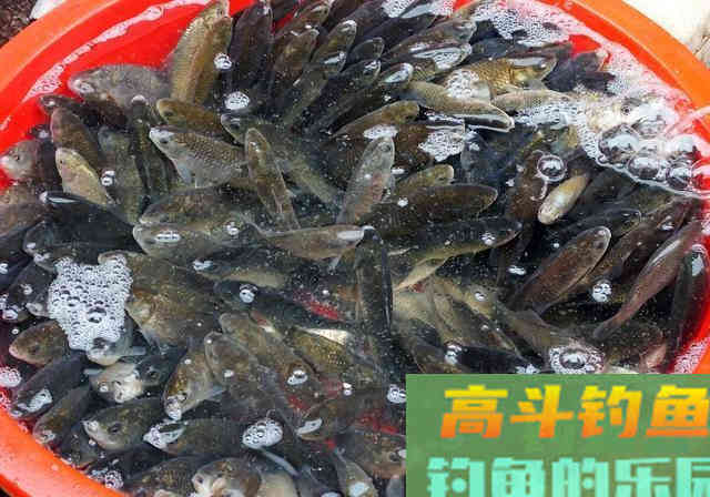 放长线钓大鱼并不正确！这种情况下若要用长竿，怕是要被人看笑话