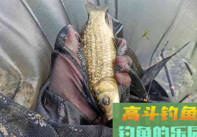 关于酒米的4个谣言，很多钓鱼人都被骗过