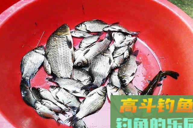 立秋后钓鲫鱼，推荐试试这款秘制饵料
