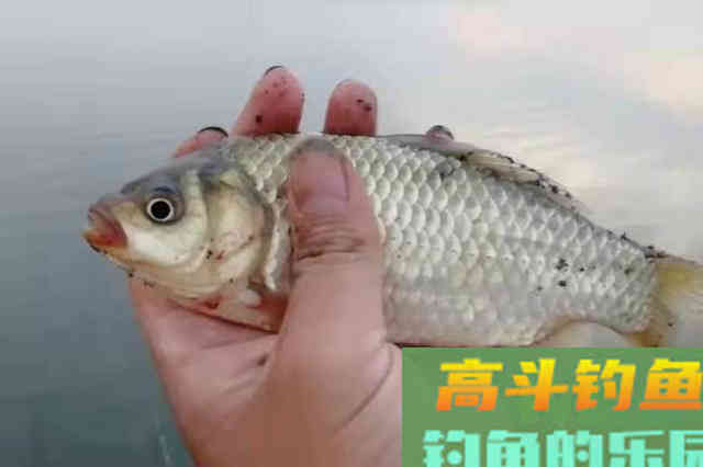漂相一乱，上钩率就很低，五十岁老钓手出谋划策