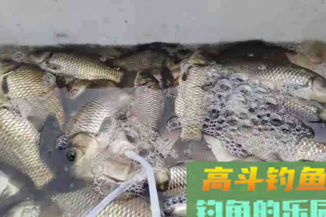 这打窝神器果然名不虚传！诱鱼快留鱼久