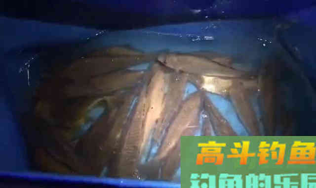 钓鱼线组不重要？老钓鱼人实际垂钓告诉你