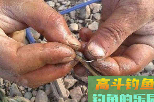 水中有饵，何必费钱！这5种特效饵从小用到大，至今依然管用
