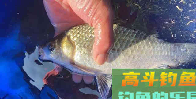 鱼偏食、停口就是小药的错？野钓者对小药误解太深