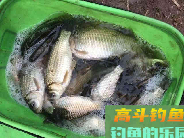 冬季钓鲫鱼，常用这三种小药