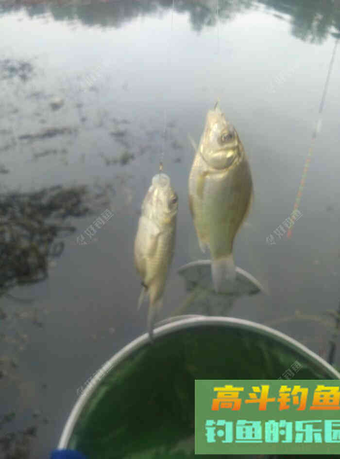 [春季放流]江湖猎人饵料，果然名不虚传