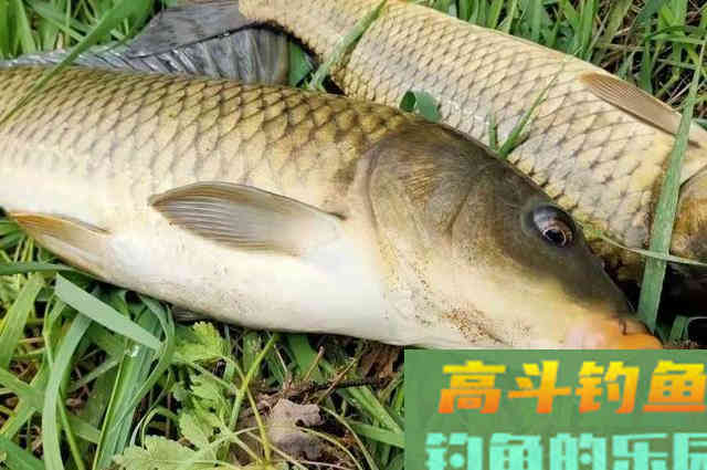 哪料头一次用这饵就过了瘾，关键鲤鱼一见狂咬