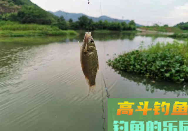 为什么野钓从不建议加小药？并非效果不好