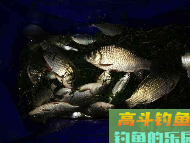 鱼口轻时，浮标信号变弱，钓友们该如何抓住这种信号呢