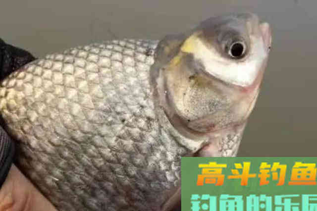 难道这才是连竿打鱼的核心秘诀？涨见识了