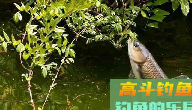 随处可见的天然钓饵被忽视，用好它们何愁草鱼钓不到