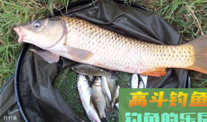 秋季钓鱼，六款通用型商品窝料使用心得