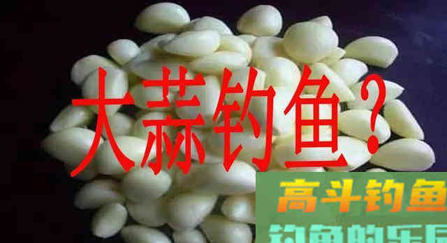 大蒜能不能钓鱼，适合钓什么鱼？我告诉你